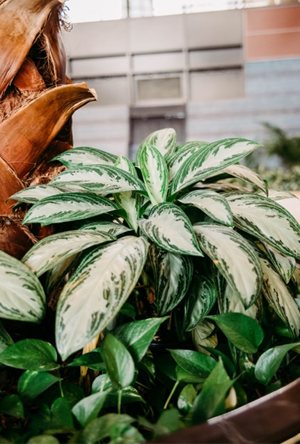 Plants for Hospitals